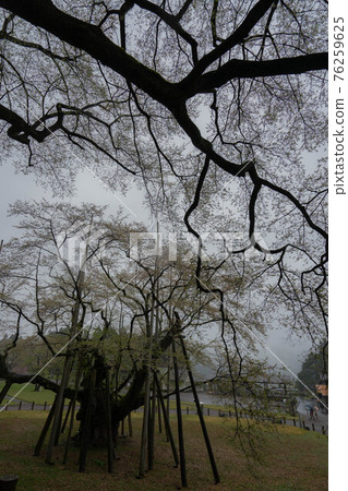 Kozakura Kozakura 76259625