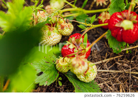 Industrial cultivation of strawberries plant. Bush with ripe red fruits strawberry in summer garden bed. Natural growing of berries on farm. Eco healthy organic food horticulture concept background. Industrial cultivation of strawberries plant. Bush with ripe red fruits strawberry in summer garden bed. Natural growing of berries on farm. Eco healthy organic food horticulture concept background. 76259626