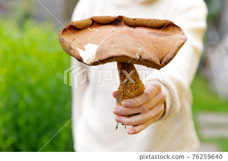 Female hand holding raw edible mushroom with brown cap Penny Bun in autumn forest background. Harvesting picking big ceps mushrooms in natural environment. Cooking delicious organic food concept. 76259640