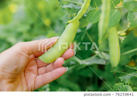 Gardening and agriculture concept. Female farm worker hand harvesting green fresh ripe organic peas on branch in garden. Vegan vegetarian home grown food production. Woman picking pea pods. 76259641