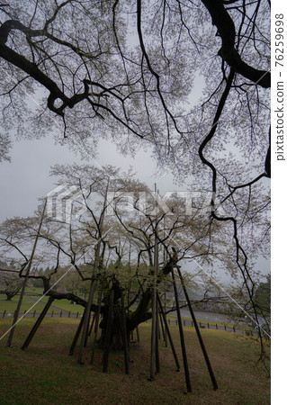 Kozakura 76259698