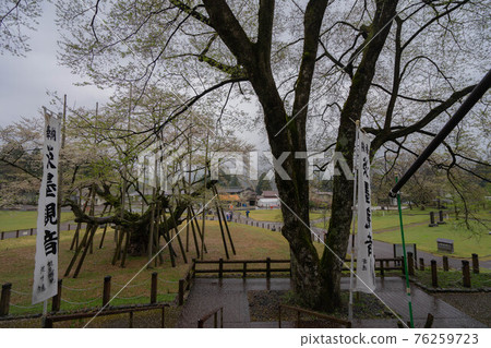 Kozakura Kozakura 76259723