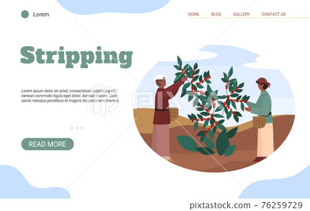 Male and female farmers with baskets stripping coffee beans from tree. 76259729