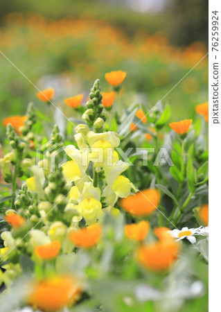 金魚草,一種從春天到初夏盛開的花 金魚草,一種從春天到初夏盛開的花 76259924