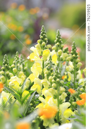 金魚草，一種從春天到初夏盛開的花 76259925