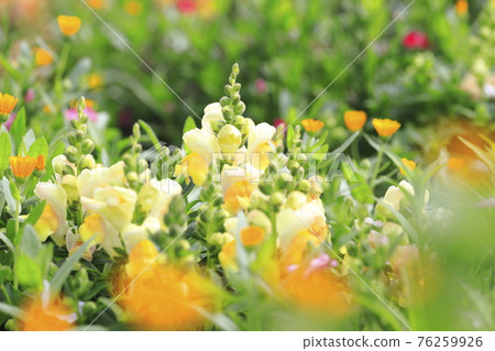 金魚草,一種從春天到初夏盛開的花 金魚草,一種從春天到初夏盛開的花 76259926