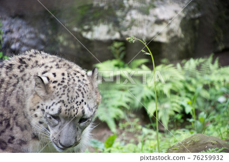 Snow leopard Snow leopard 76259932