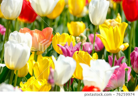Spring image tulip Spring image tulip 76259974