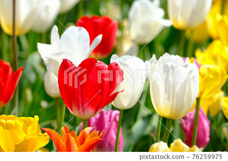 Spring image tulip 76259975