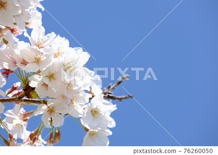 Spring image cherry tree 76260050