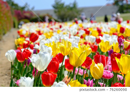 Spring image tulip 76260098