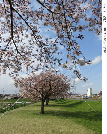 櫻花盛開的春天風景 76260176