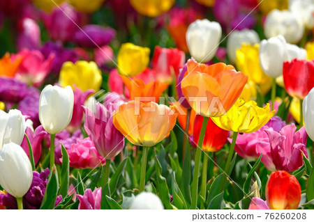 Spring image tulip Spring image tulip 76260208