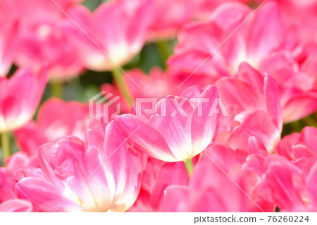 Spring image tulip 76260224