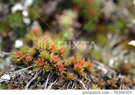Crassulaceae Sedum Compactum Rose Crassulaceae Sedum Compactum Rose 76260305