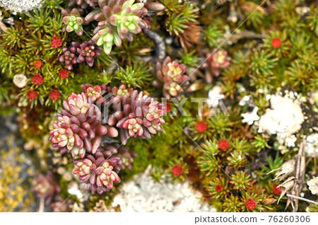 Sedum crassulaceae red herbs 76260306