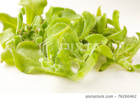 Ice plant 76260462