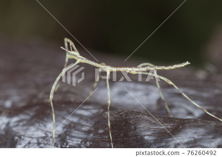 Stick insect / stick insect larva Stick insect / stick insect larva 76260492