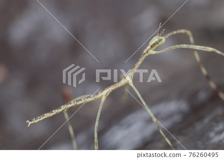 Stick insect / stick insect larva 76260495