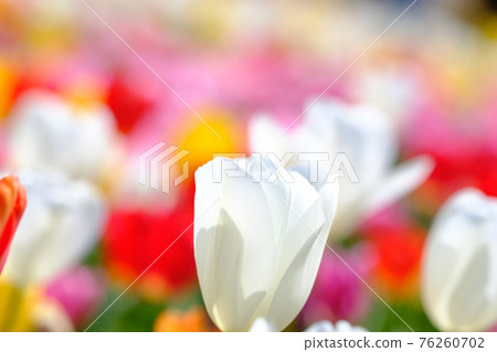 Spring image colorful tulips Spring image colorful tulips 76260702