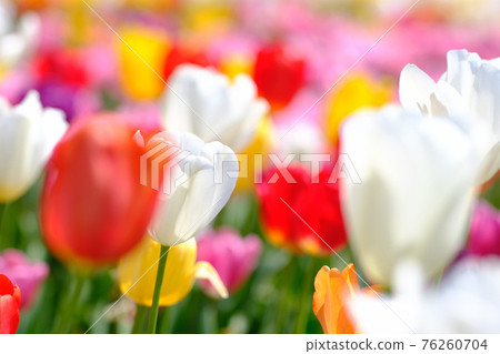 Spring image colorful tulips Spring image colorful tulips 76260704