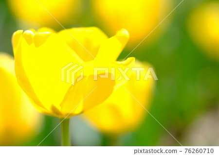 Spring image colorful tulips Spring image colorful tulips 76260710