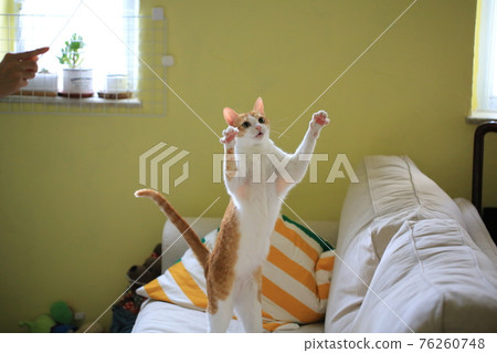 cat playing have fun in the room 76260748