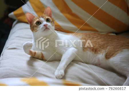 the ginger cat head close up the ginger cat head close up 76260817