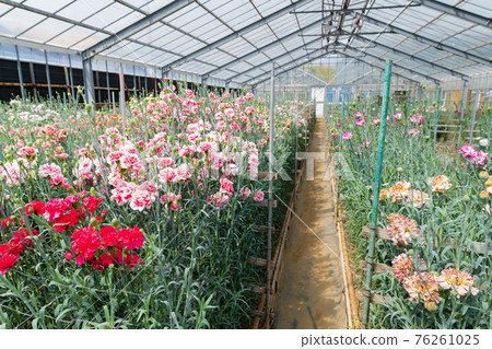 溫室種植的康乃馨田 76261025