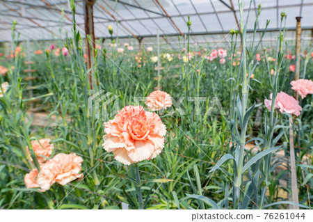 Greenhouse-grown carnation field 76261044