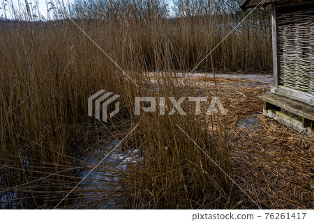 Grass in a marshy wetland. Picture from Lund, Sweden Grass in a marshy wetland. Picture from Lund, Sweden 76261417