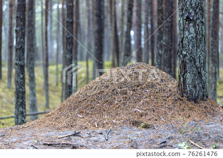 Big anthill in the woods. Big anthill with colony of ants in forest 76261476