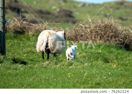 Freshly born cute lamb enjoying the pring sun in Ireland Freshly born cute lamb enjoying the pring sun in Ireland 76262224