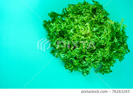 Bush of fresh green lettuce salad on green background Bush of fresh green lettuce salad on green background 76263265