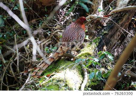Gifu Satoyama Mountain Bird Gifu Satoyama Mountain Bird 76263300