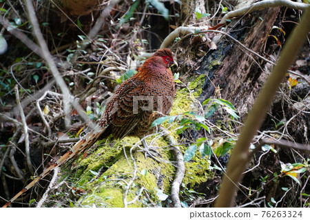 Gifu Satoyama Mountain Bird Gifu Satoyama Mountain Bird 76263324