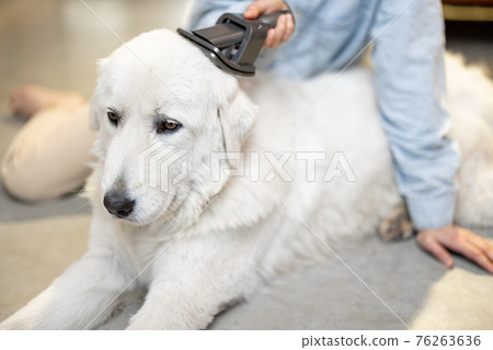 Female combs the dog's hair with a brush 76263636