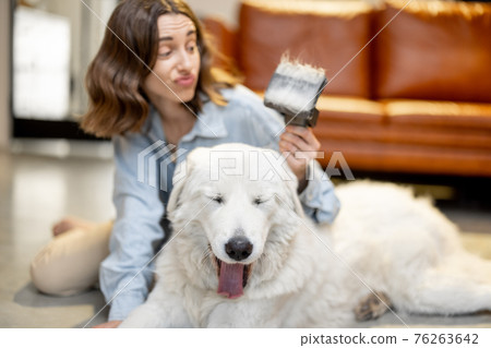Woman combs the dog's hair with a brush 76263642