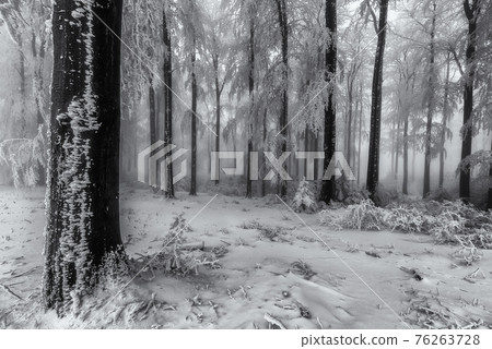 Beech trees trunks 76263728