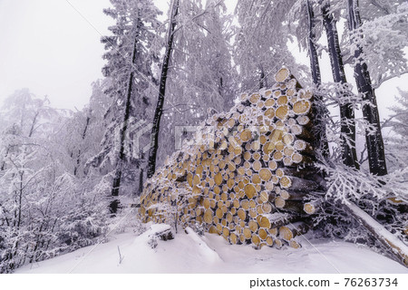 Felled trees trunks Felled trees trunks 76263734