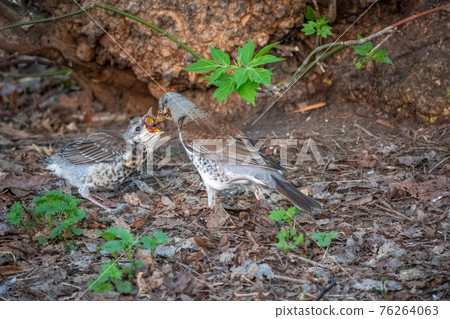 Thrush fieldfare, Turdus pylaris, feeds the chick with earthworms on the ground. An adult chick left the nest but his parents continue to take care of him. 76264063