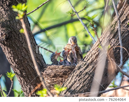 Thrush fieldfare feeding chicks with earthworms. Thrush, Turdus pilaris, with new born babies in the nest. Thrush fieldfare feeding chicks with earthworms. Thrush, Turdus pilaris, with new born babies in the nest. 76264064