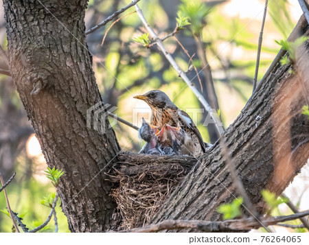 Thrush fieldfare, Turdus pilaris, in a nest with chicks 76264065