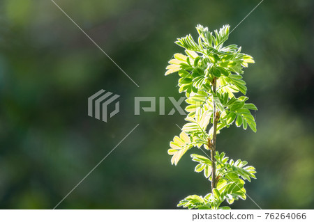 Green bushes with young leaves in the sunset Green bushes with young leaves in the sunset 76264066