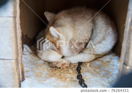 Dog sleeps buried in snow. Dog - Malamute laika 76264351