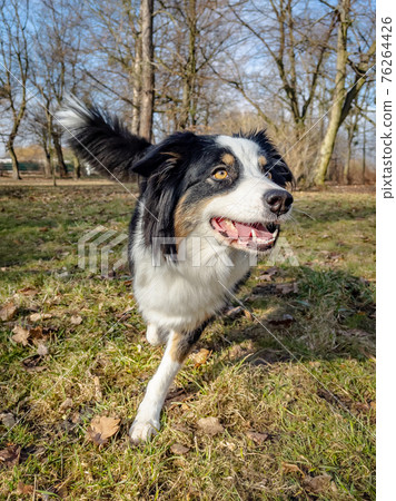 Australian Shepherd Dog at park 76264426