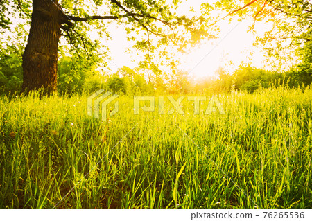 Summer Sunny Forest Trees And Green Grass. Nature Woods Sunlight Background. Instant Toned Image. Focus On Grass. Summer Sunny Forest Trees And Green Grass. Nature Woods Sunlight Background. Instant Toned Image. Focus On Grass. 76265536