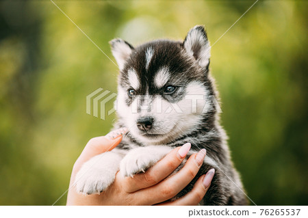 Four-week-old Husky Puppy Of White-gray-black Color Sitting In Hands Of Owner Four-week-old Husky Puppy Of White-gray-black Color Sitting In Hands Of Owner 76265537