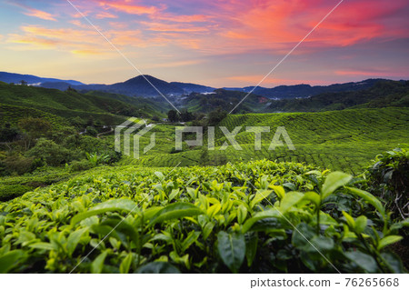Landscape view of beautiful cameron highlands tea plantation in morning,Pahang, Malaysia 76265668