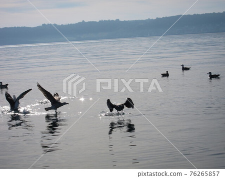 Seagull on the sea 76265857